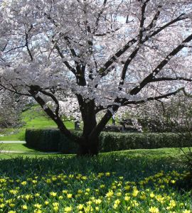 Spring Tree